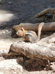 Callospermophilus lateralis certus