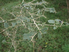 Dovyalis rhamnoides
