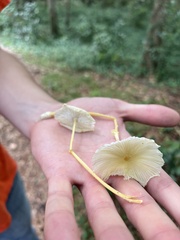 Leucocoprinus fragilissimus image