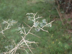 Dovyalis rhamnoides