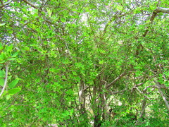 Forestiera durangensis