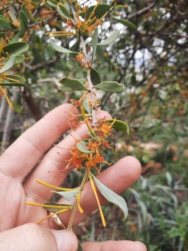 Oncocalyx fischeri