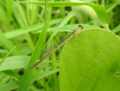 Paracercion hieroglyphicum