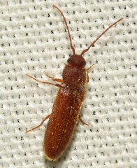 Anelastidius feisthameli