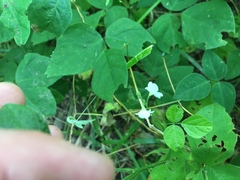 Hylodesmum pauciflorum