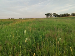 Platanthera praeclara