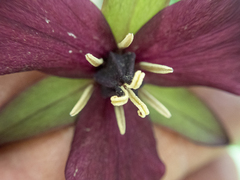 Trillium erectum
