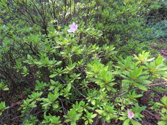 Rhododendron mucronulatum