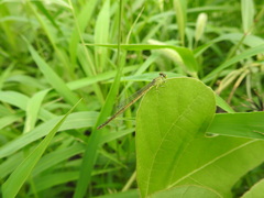 Paracercion hieroglyphicum