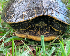 Trachemys scripta scripta