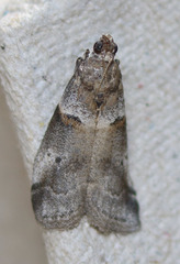 Acrobasis caliginella