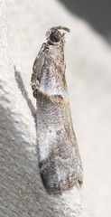Acrobasis caliginella