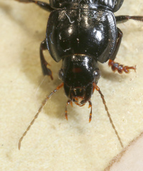 Anisodactylus harrisii