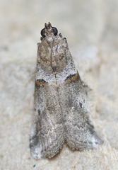 Acrobasis caliginella