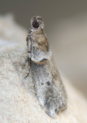 Acrobasis caliginella