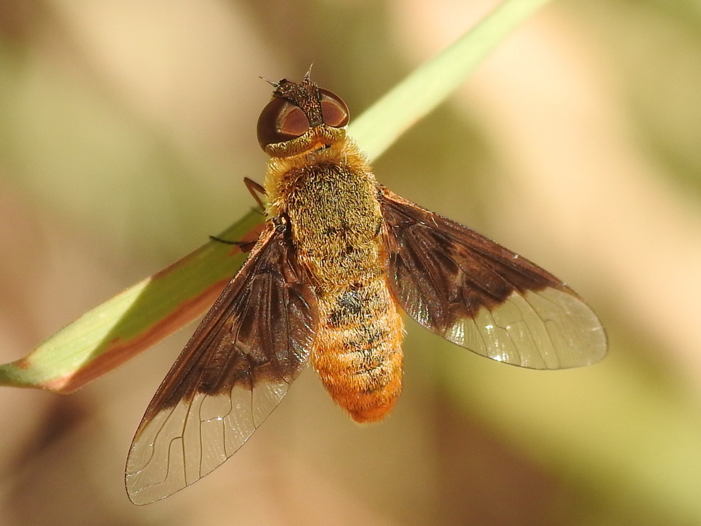 Chrysanthrax cypris