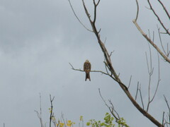 Milvus milvus milvus