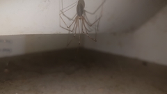 Pholcidae