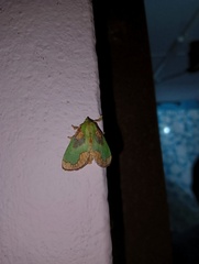 Parasa pastoralis