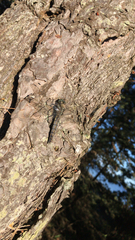 Orthetrum cancellatum