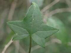 Senecio macroglossus