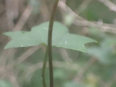 Senecio macroglossus