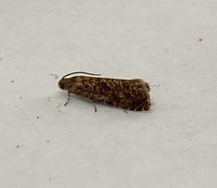 Grapholita lobarzewskii