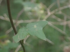 Senecio macroglossus