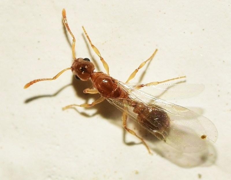 Temnothorax kutteri