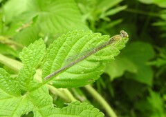 Paracercion hieroglyphicum