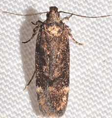 Chionodes thoraceochrella