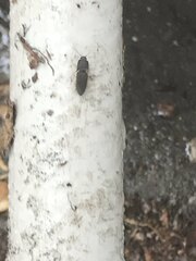 Heteroderes amplicollis