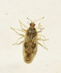 Monosteira unicostata