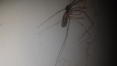 Pholcidae