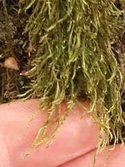 Hypnum cupressiforme filiforme