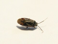 Psallus ambiguus