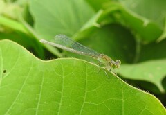 Paracercion hieroglyphicum