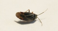 Psallus ambiguus