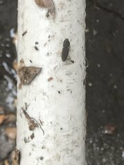 Heteroderes amplicollis