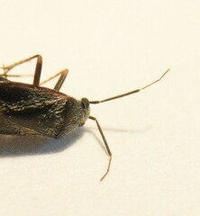 Psallus ambiguus