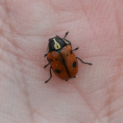 Cryptocephalus octopunctatus