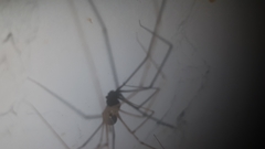 Pholcidae