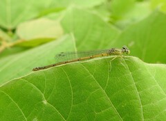 Paracercion hieroglyphicum