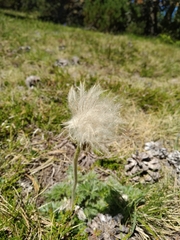 Geum montanum