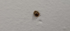 Cassidinae