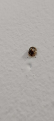 Cassidinae