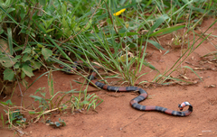 Micrurus altirostris