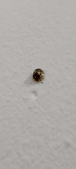 Cassidinae