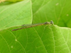 Paracercion hieroglyphicum