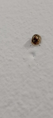 Cassidinae